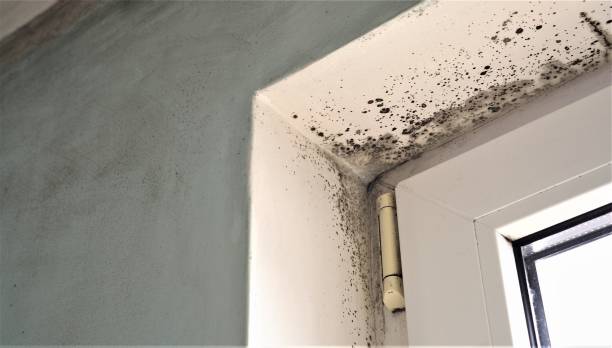 Best HVAC Mold Inspection and Cleaning  in Coolidge, AZ