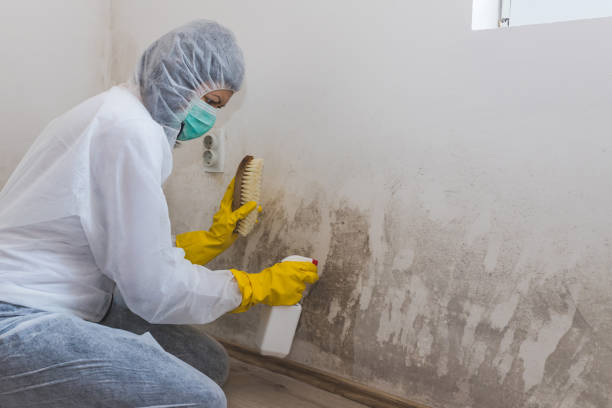 Best Industrial Mold Remediation  in Coolidge, AZ