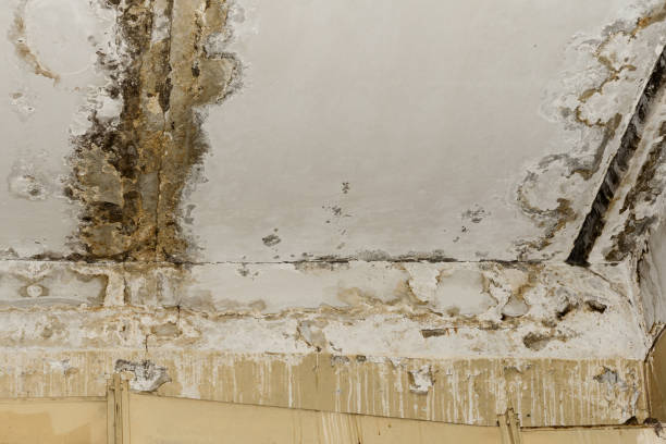 Best Mold Remediation for Rental Properties  in Coolidge, AZ
