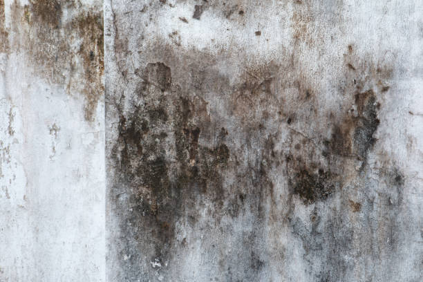 Best Emergency Mold Remediation  in Coolidge, AZ