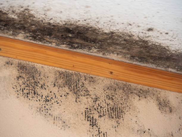 Best Mold-Related Health Consultation  in Coolidge, AZ