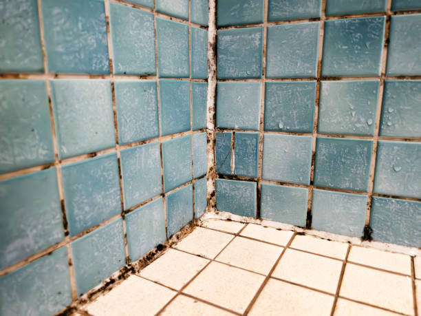 Best Crawl Space Mold Remediation  in Coolidge, AZ