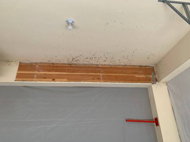 Best Attic Mold Removal  in Coolidge, AZ