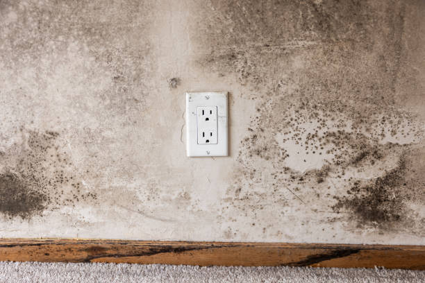 Best HVAC Mold Inspection and Cleaning  in Coolidge, AZ