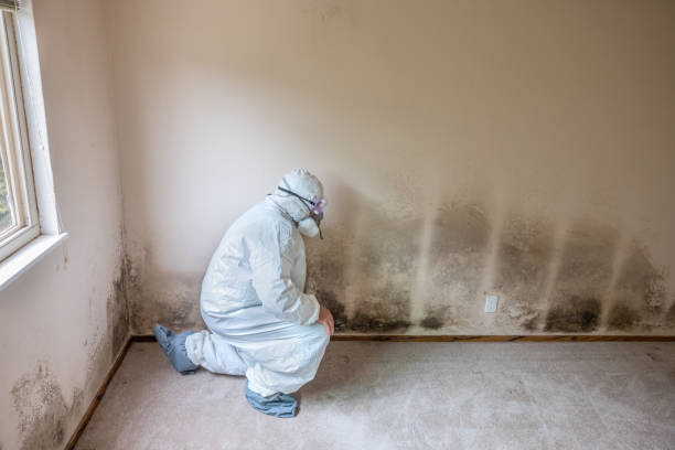 Best Mold Prevention Services  in Coolidge, AZ
