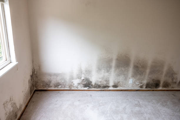 Best Black Mold Removal  in Coolidge, AZ