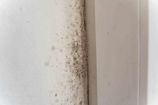Best Comprehensive Air Testing for Mold Contaminants  in Coolidge, AZ