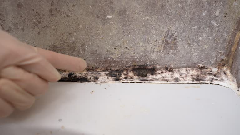  Coolidge, AZ Mold Removal Pros