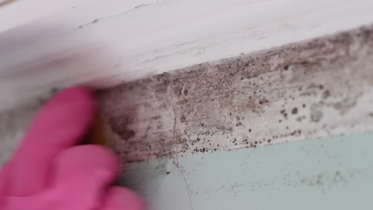Best Mold Remediation for Healthcare Facilities  in Coolidge, AZ